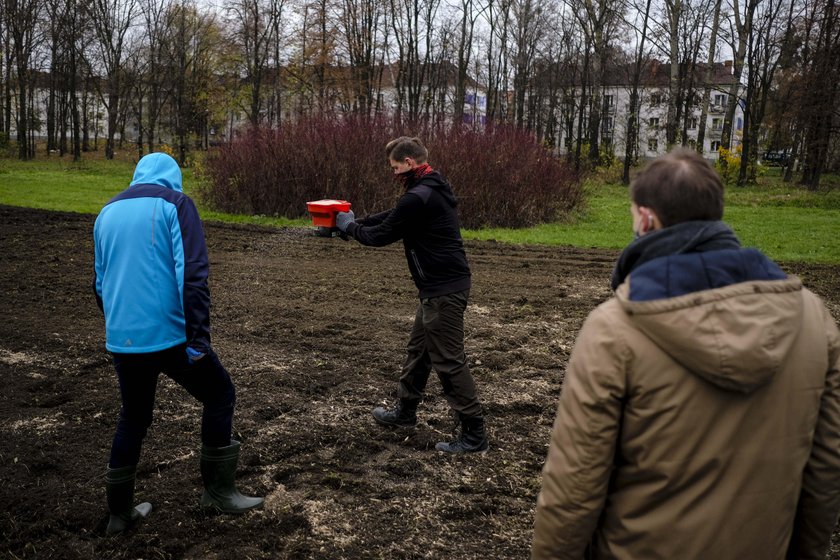 Sieją łąki kwiatowe. Tak chcą walczyć  z suszą i kleszczami