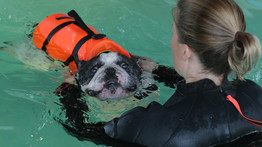 Ússz, Lajos, ússz! Sporttal segít beteg kutyusán Tarján Zsófia