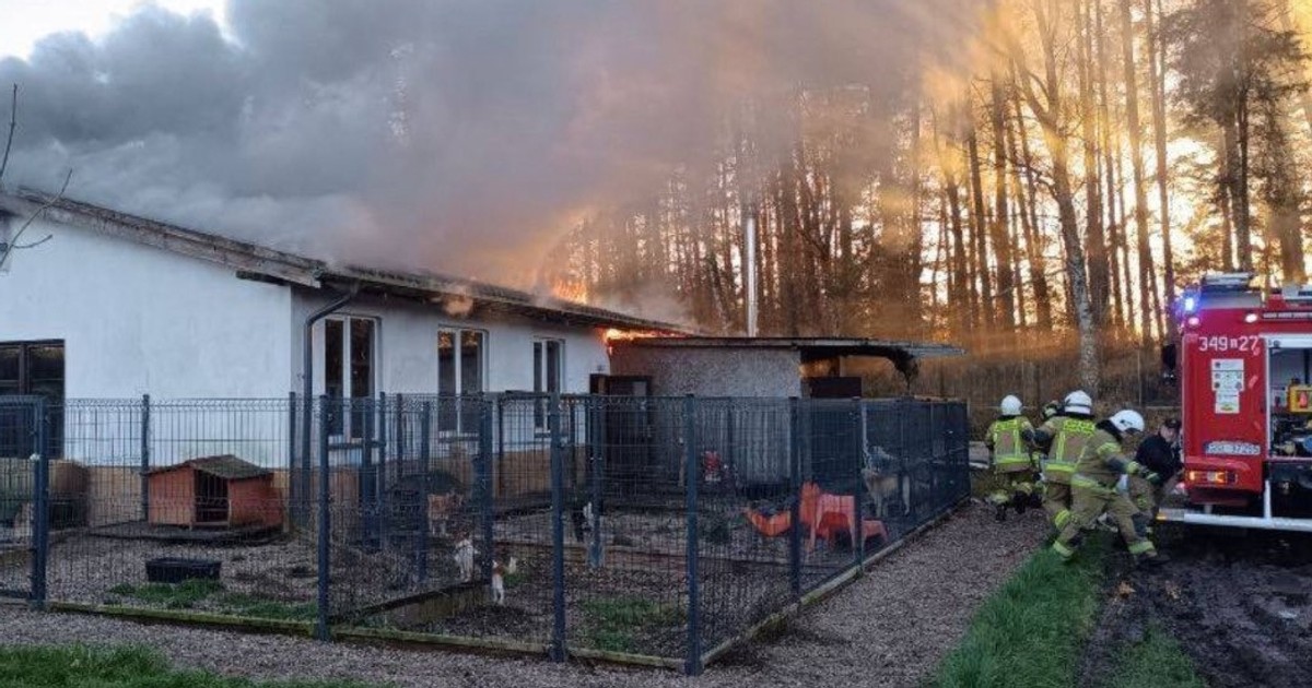 Pożar strawił schronisko dla zwierząt. Personel jest wstrząśnięty