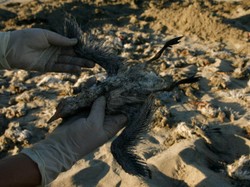 Coś zabija ptaki na całym świecie