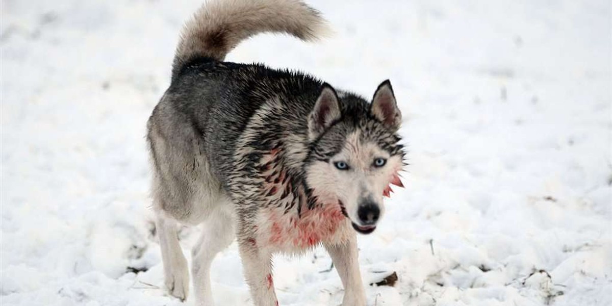 Husky ciężko pogryzł 2-letnie dziecko