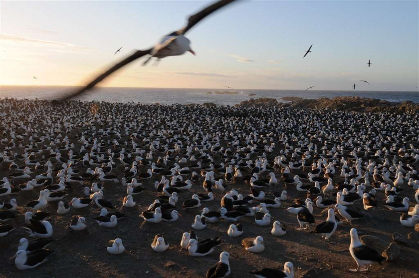 Wielkie Migracje - Uwaga Konkurs National Geographic Channel!