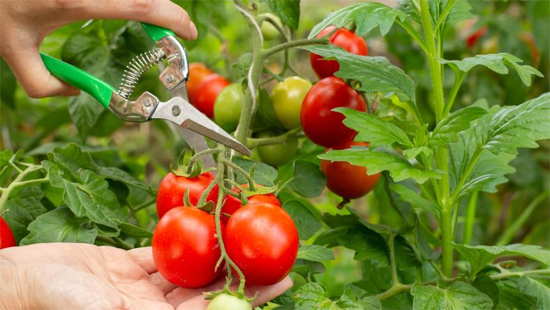 Ezt érdemes megtenni a paradicsomokkal Fotó: shutterstock