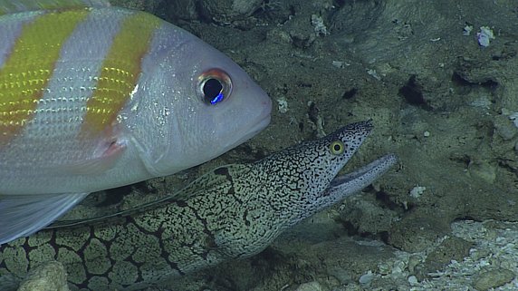 Lucjan pręgowany (Pristipomoides zonatus) i murena (Gymnothorax berndti)