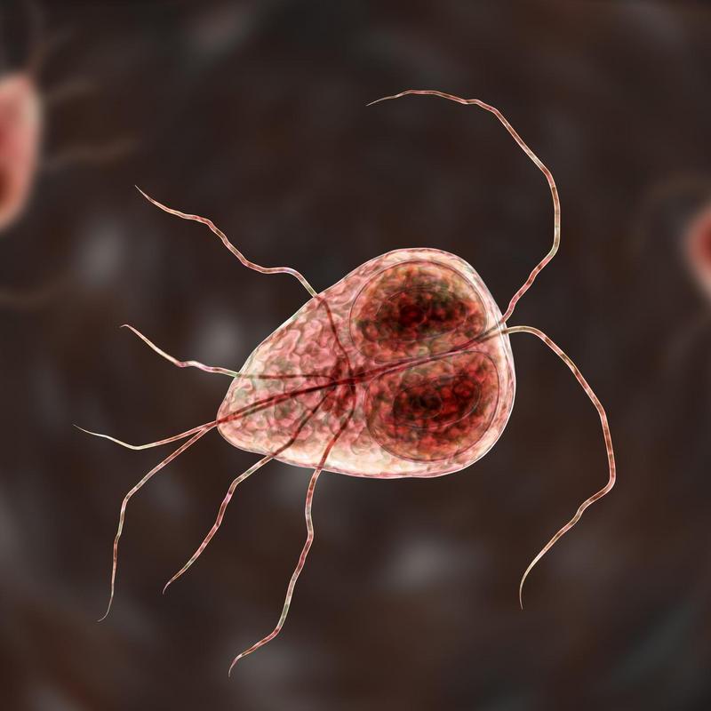 giardia objawy piték)