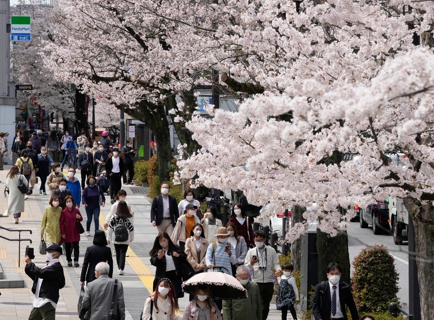 Cvat trešanja u Tokiju