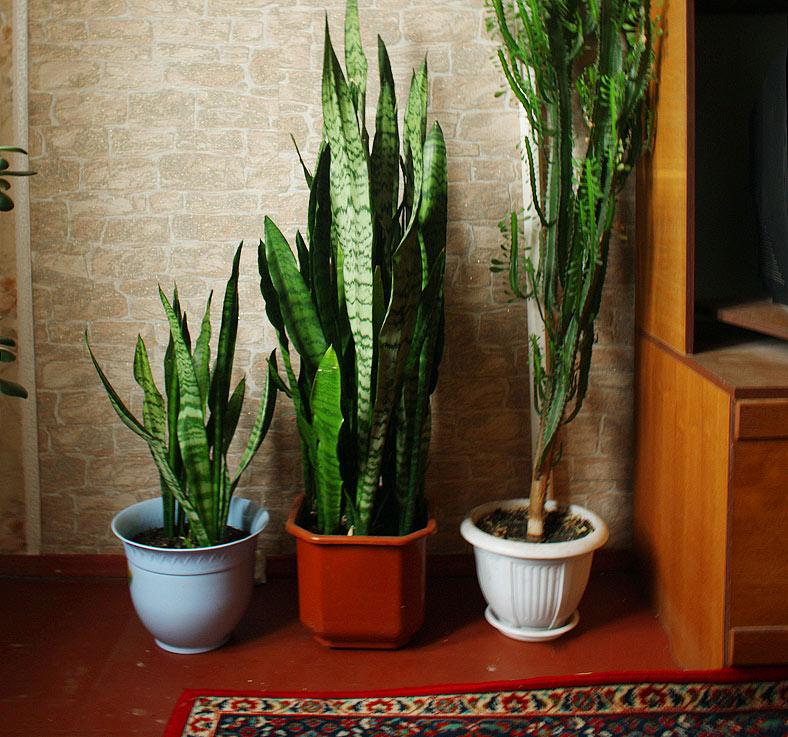 Nem titok már: Ez az 5 szobanövény a legkisebbi lakásban is vígan megél -  Blikk Rúzs