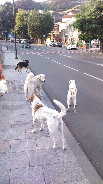 Tbilisi - ta wataha psów nieźle nas wystraszyła! Później przyzwyczajeni kupowaliśmy im nawet karmę! 