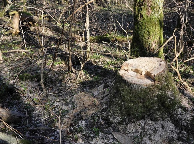 W niechronionej części Puszczy Białowieskiej wycina się rocznie ponad 100 tys. drzew © www.tydecydujesz.org