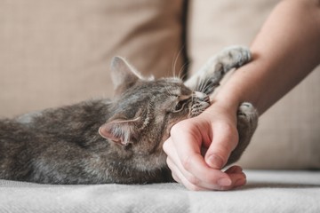 Macskakarmolás után tetanuszt kaptam, de beduzzadt a helye, ez normális? Az orvos válaszol