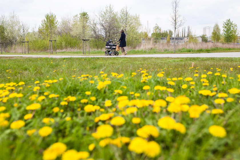 Park Rataje będzie większy?