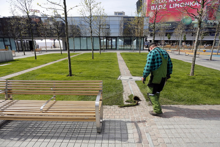 Katowice. Plaga gołębi na rynku