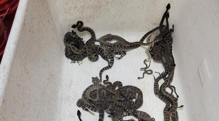 Több mint 90 kígyót szedett össze egy észak-kaliforniai ház alól a kígyószakértő