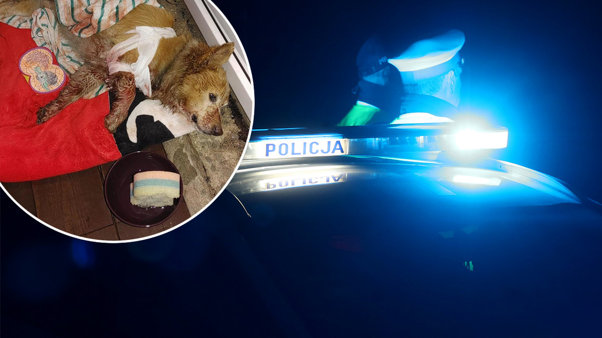 Zgłosił na policję, że był świadkiem pobicia psa. Prawda okazała się dużo okrutniejsza... 