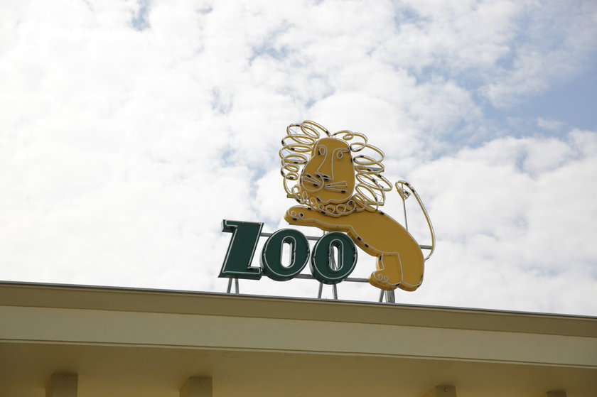 Lew na bramie wejściowej do wrocławskiego zoo