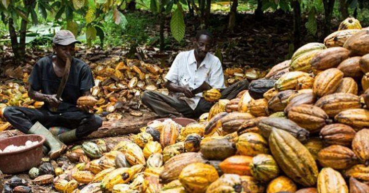 Ghanaian government increases the producer price of cocoa by 62.58 per cent