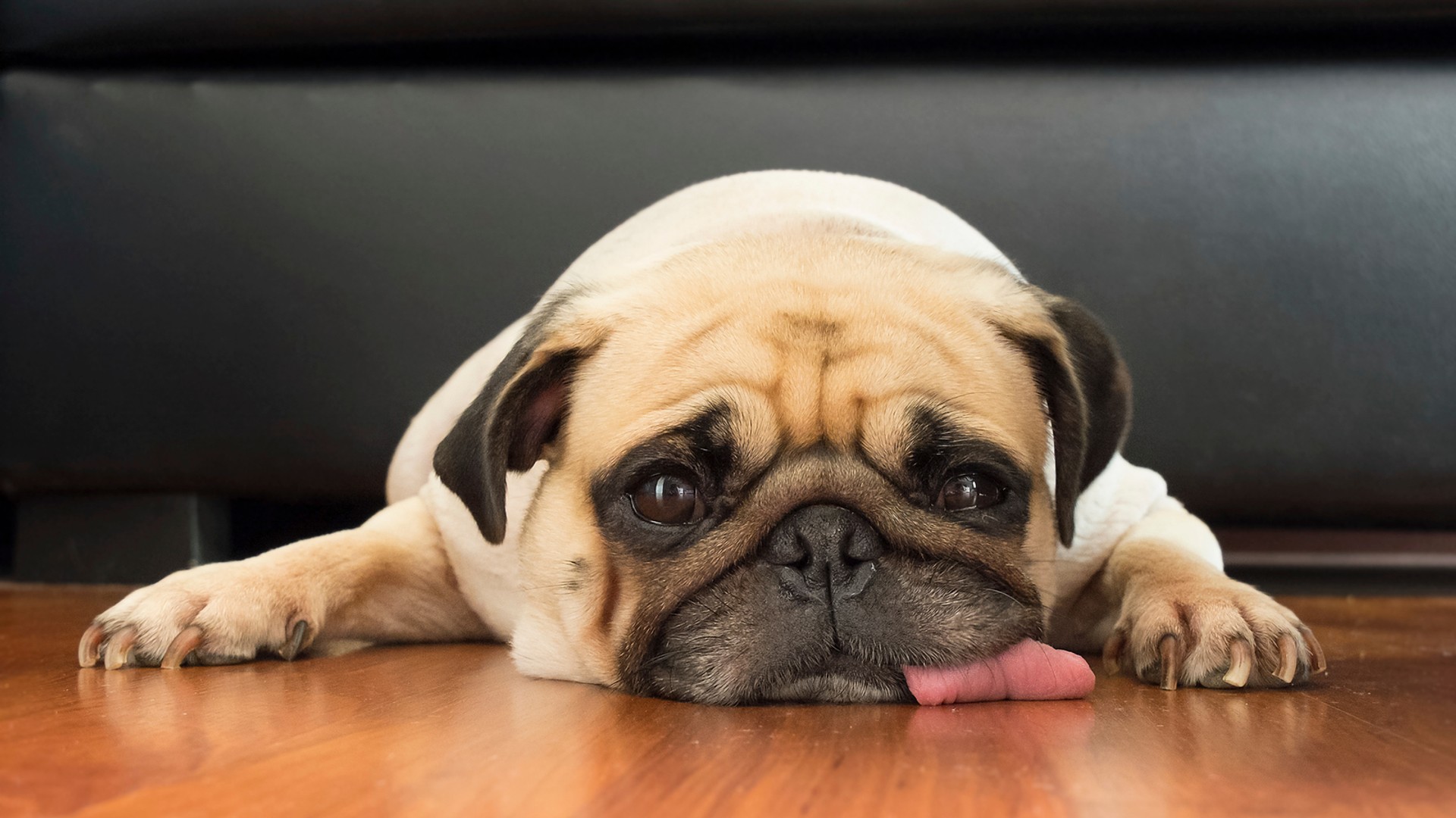 Mopsy, buldogi, buldożki francuskie nie kupuj tych psów Noizz