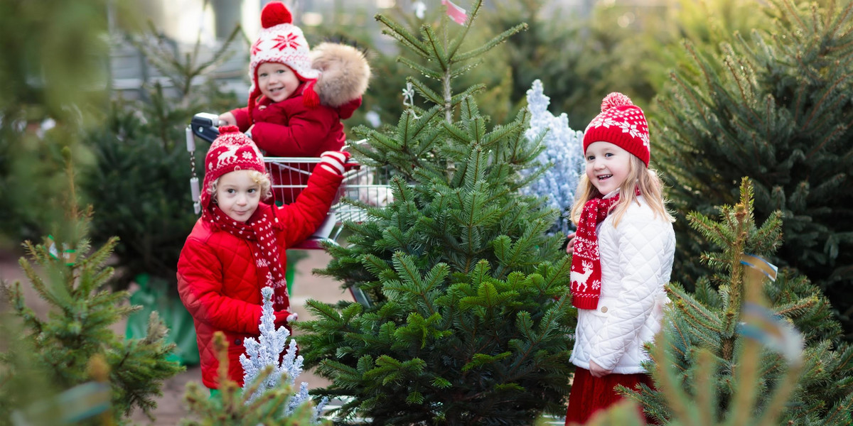 Mamy dopiero listopad, ale w całym kraju ruszyła już sprzedaż bożonarodzeniowych drzewek. Gdzie jest najtaniej?