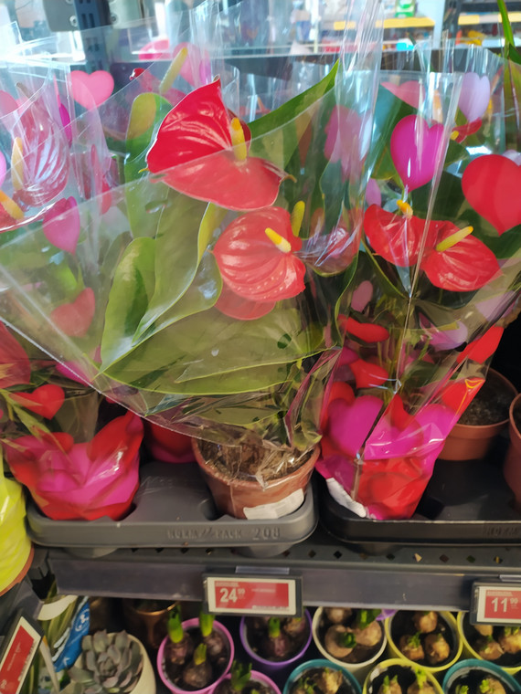 Kwiaty z Biedronki na Walentynki