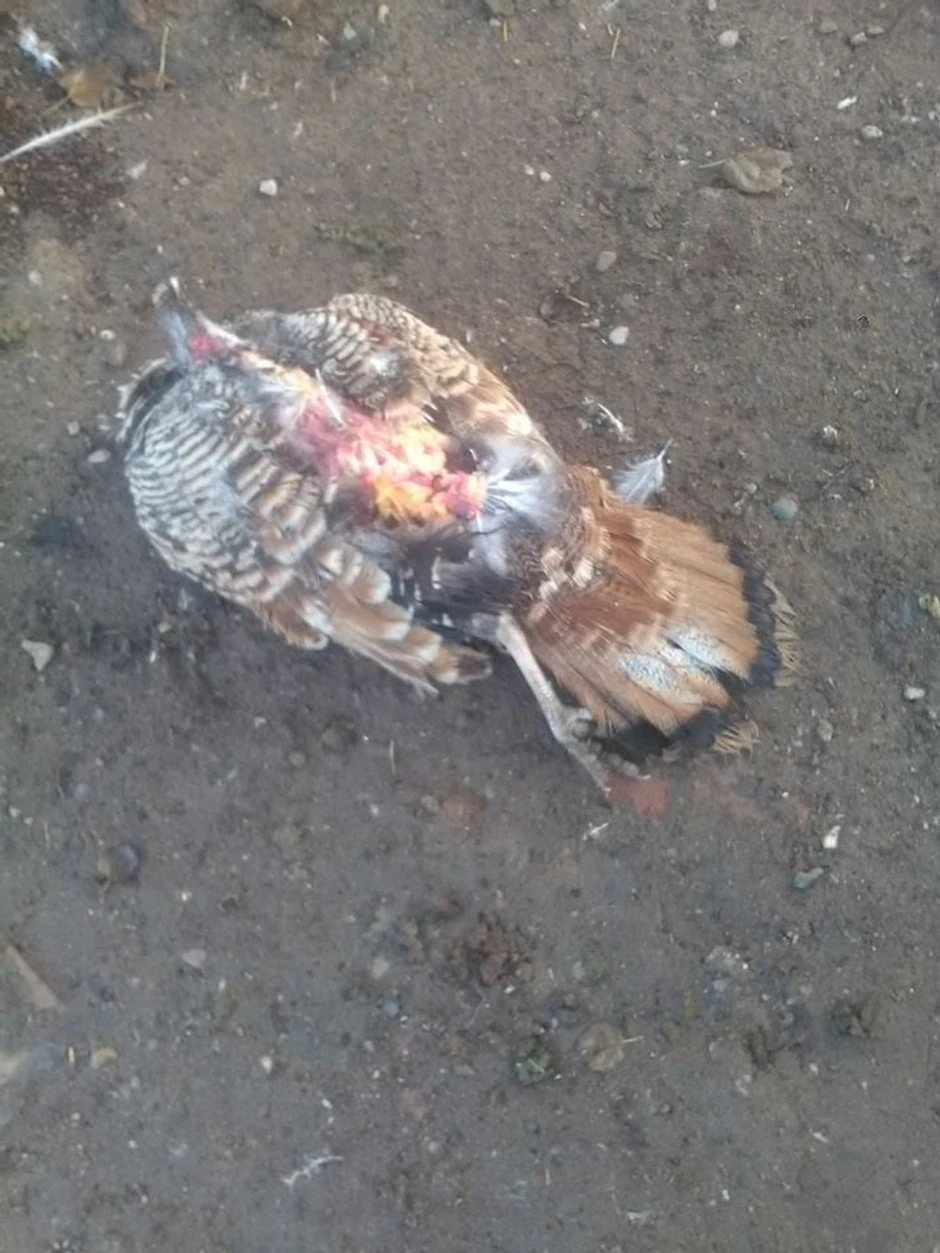 Jedna ćurka je u međuvremenu uginula