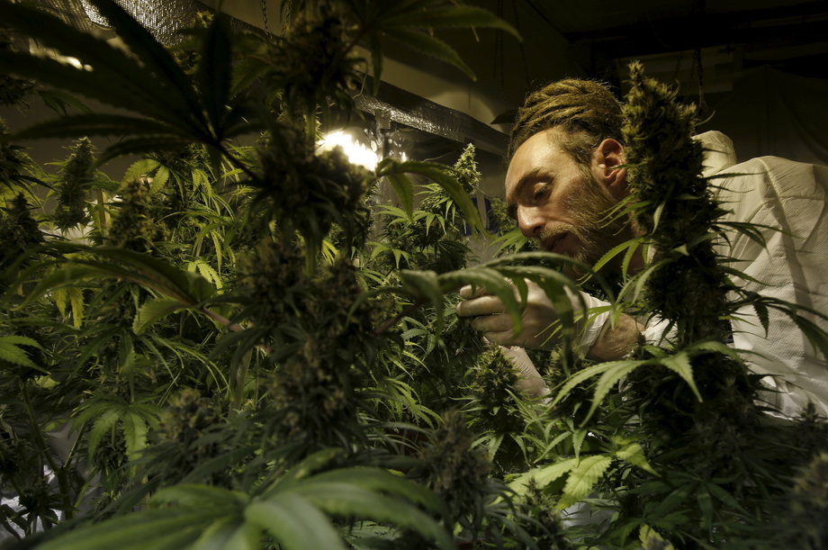 Grower Denis Contry checks his marijuana plants at the Ganja Farms marijuana store.