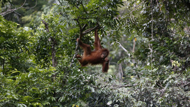 Tak wygląda jeden z najstarszych żyjących orangutanów. Poznajcie Nanette