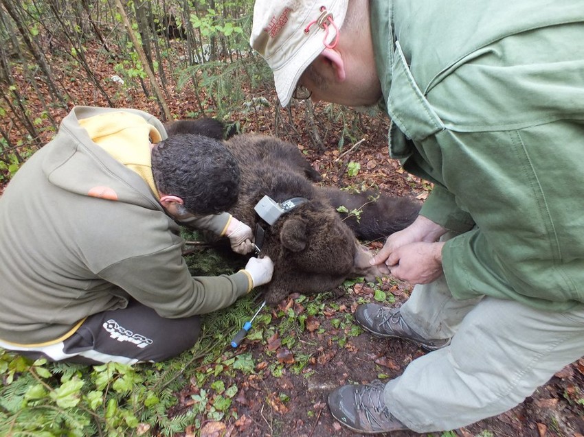 Uspavan pa čipovan: Medved Drakče
