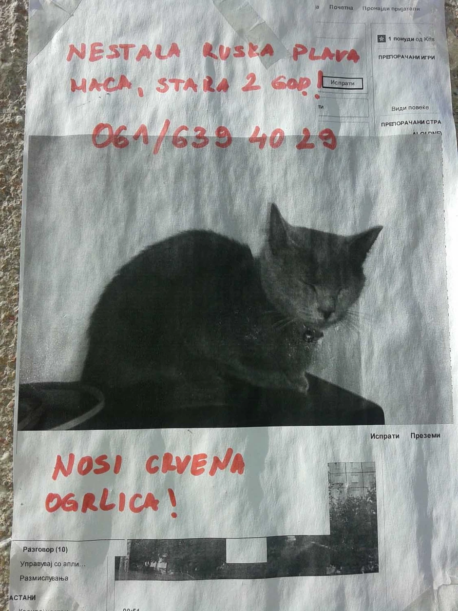 Beograđanka Marija je pokušala da nađe izgubljenog ljubimca...