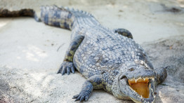 Nagyon bizarr: percekig magyarázott egy krokodilnak egy férfi, az pedig még furcsább, miért tette – videó