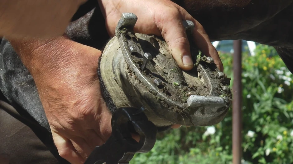KOnj se potkiva stoječi