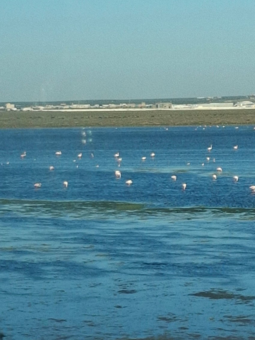 Flamingosi u jezeru pored Monastira