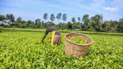 Tea plantation in Kenya