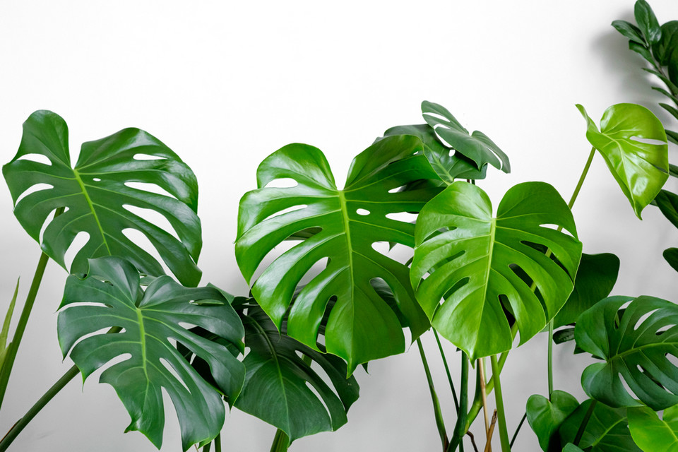 Monstera