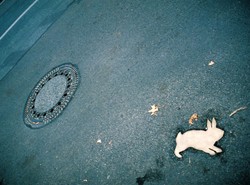 Tak promują polskiego kandydata do Oscara