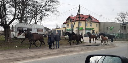 Stado spłoszonych koni na ulicach Zgierza!