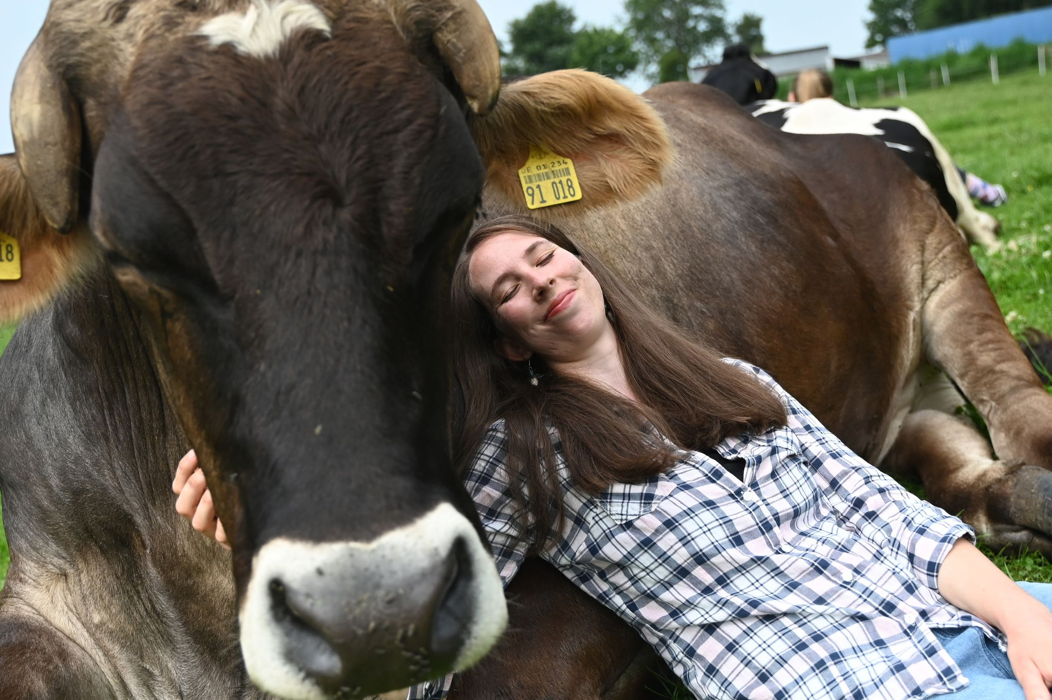 Kuh-Kuscheln auf Hof in Schleswig-Holstein entspannt