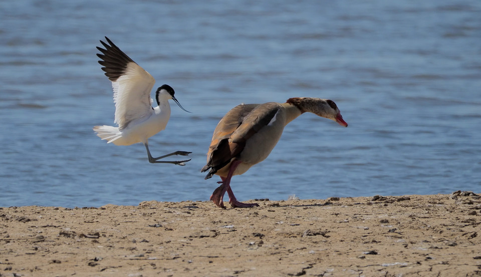 Allen Holmes, "Walk like an Egyptian Goose"