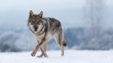 Wilk padł ofiarą kłusownika. "Krwawił w ekstremalnych warunkach"