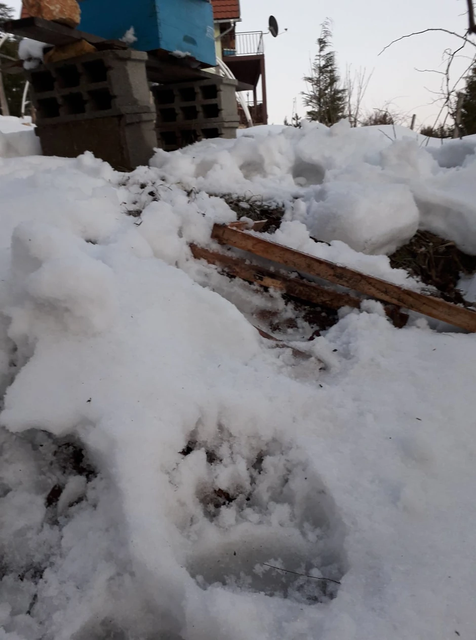 Tragovi medveda oko košnica koje su zimus uništene