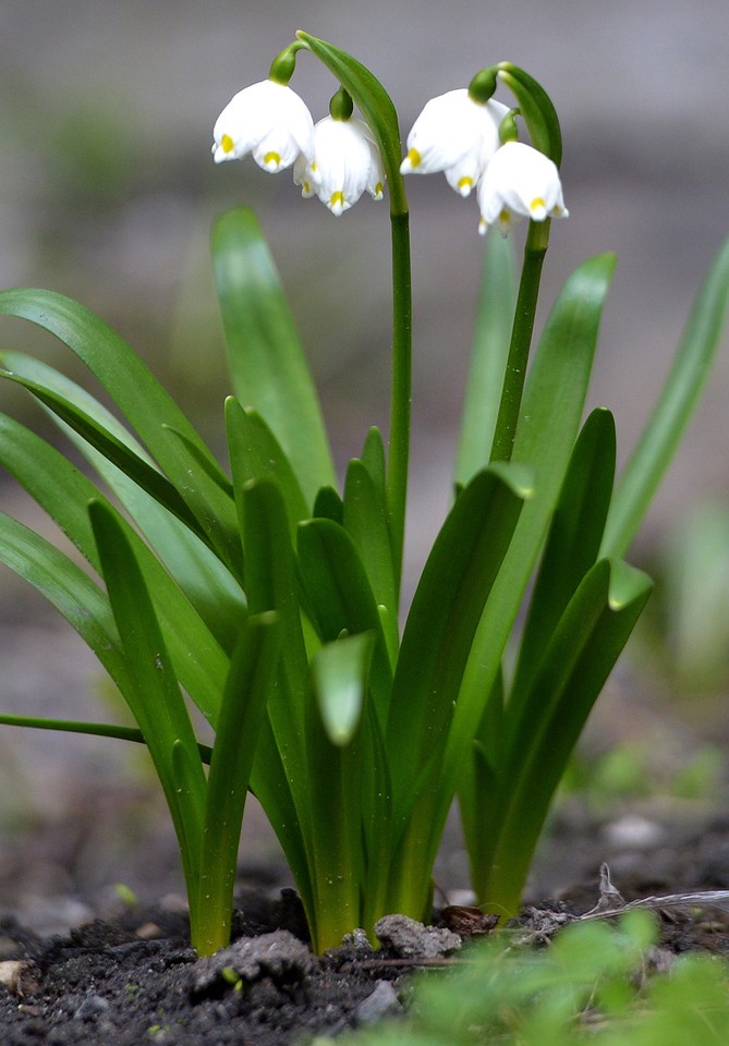 Śnieżyce wiosenne