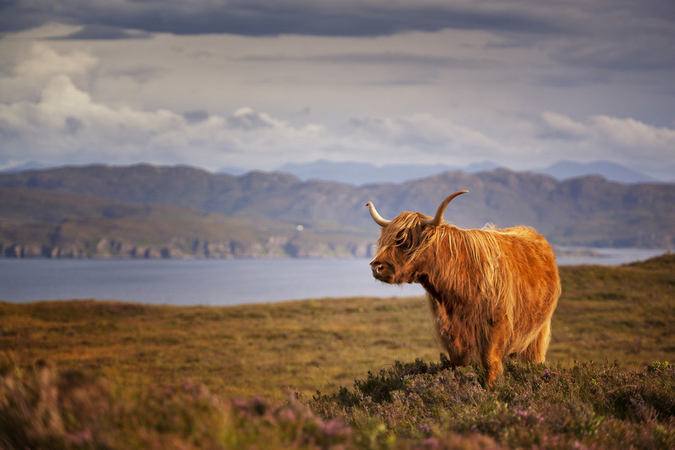 Krowa rasy Highland, wyspa Skye