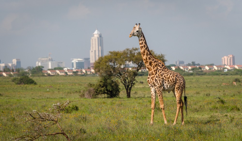 Národný park Nairobi