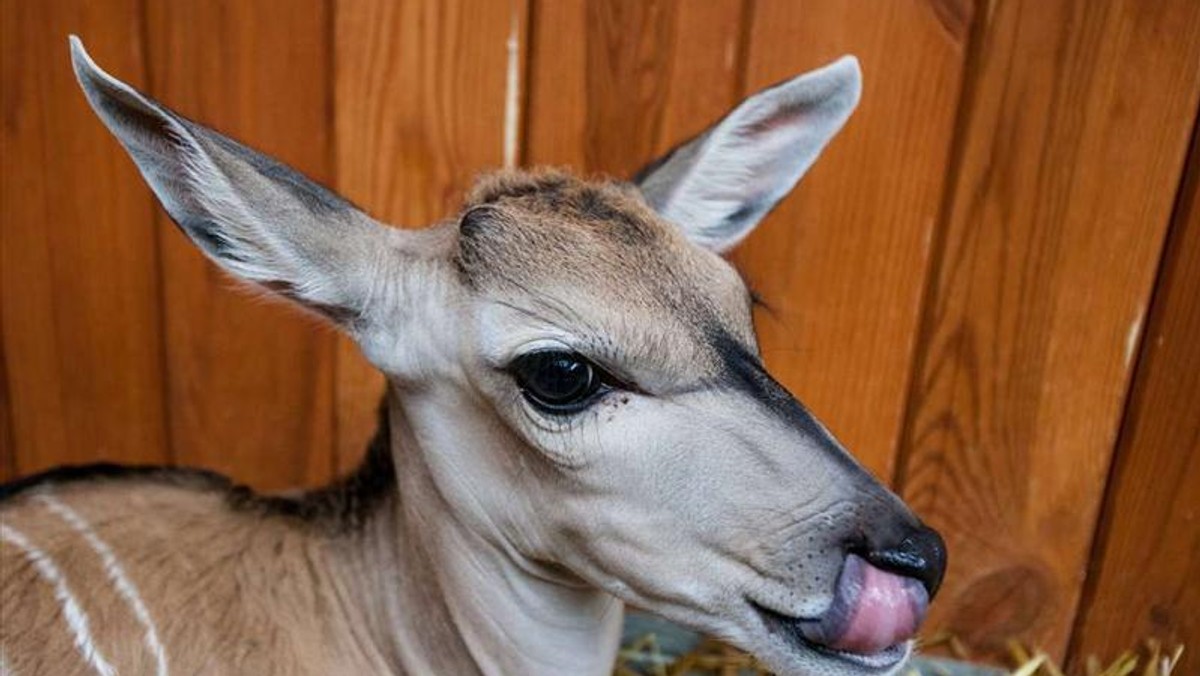 Tydzień temu malutka antylopa urodziła się w chorzowskim ogrodzie zoologicznym. Niestety była tak duża, że jej mama nie przeżyła porodu. Madzia została na świecie sama.