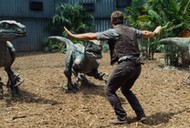 Welociraptory dinozaury Chris Pratt Jurassic World