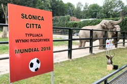 Słonica Citta wytypowała wynik meczu Polska - Senegal. Na mundialu jeszcze nigdy nie przegraliśmy z drużyną z Afryki