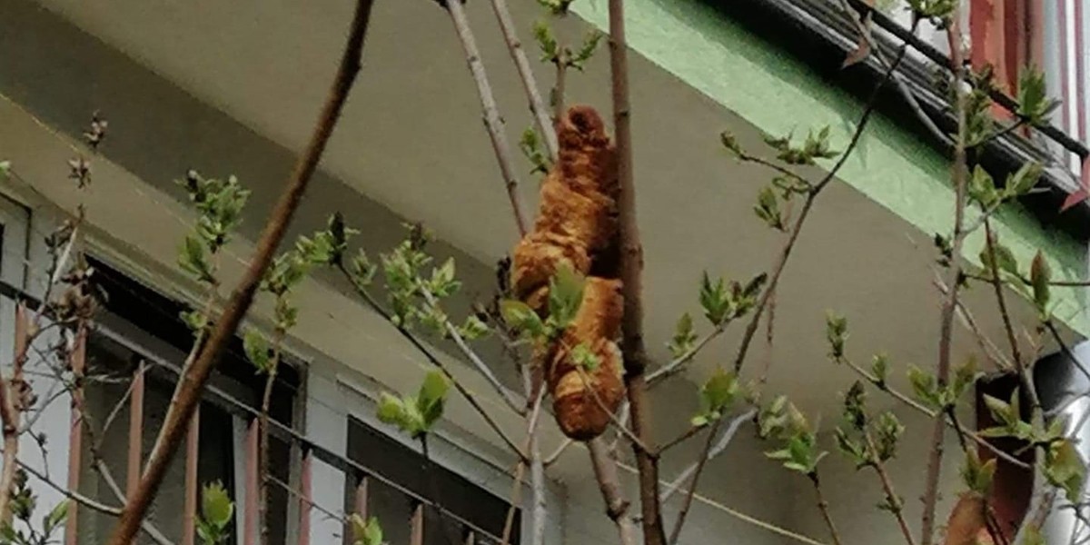 Croissant "Lagun" z Krakowa podbija świat. Powstaną z nim gadżety!