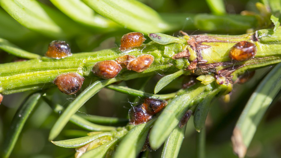 Czerwce (Coccoidea) to bardzo uciążliwe szkodniki - maykal/stock.adobe.com