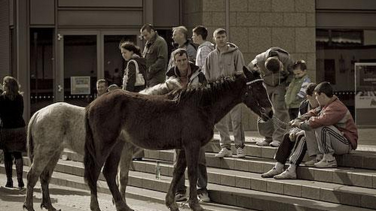 Galeria Irlandia - Dublin - Koński targ na Smithfield Market, obrazek 1