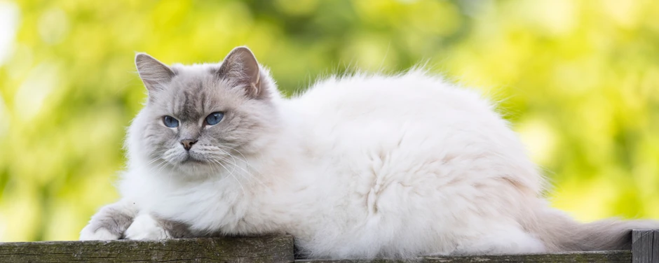 ragdolls
