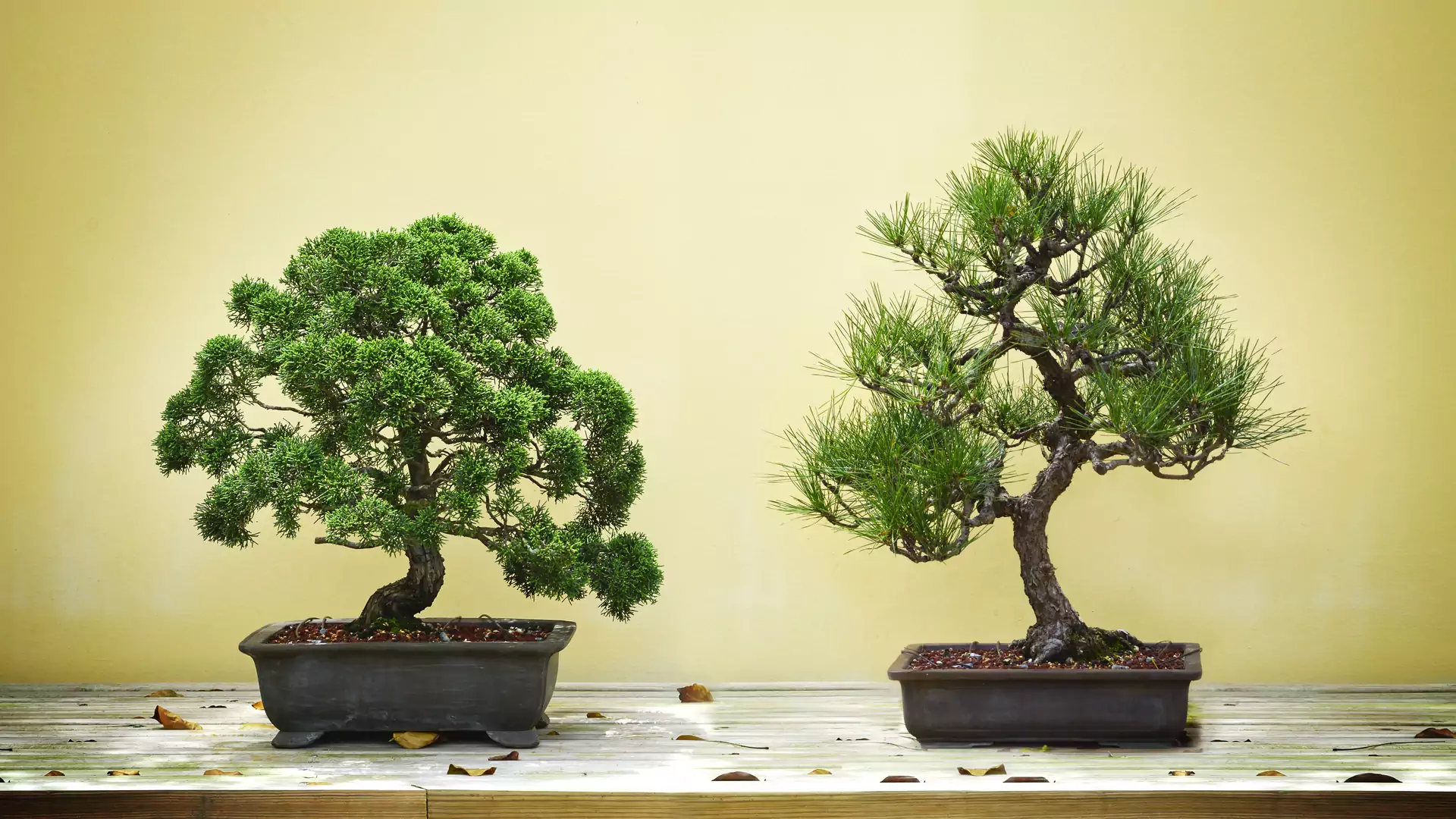 Drzewko bonsai – co to za roślina i jak ją pielęgnować
